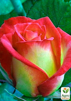 Роза чайно-гібридна "Утопія" (саджанець класу АА +) вищий сорт1