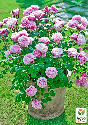 Троянда дрібноквіткова (спрей) "Lady Bombastic" (саджанець класу АА +) вищий сорт - фото 2