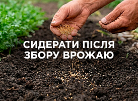 Сидерати: коли сіяти та які обрати після врожаю | Agro-market
