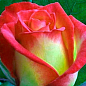 Роза чайно-гибридная "Утопия" (саженец класса АА+) высший сорт
