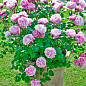 Троянда дрібноквіткова (спрей) "Lady Bombastic" (саджанець класу АА +) вищий сорт купить
