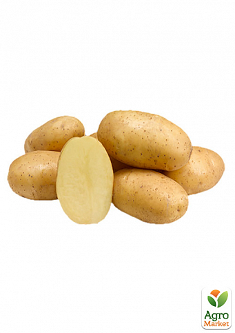Картопля "Раномі" насіннєва рання (1 репродукція) 5кг - фото 2