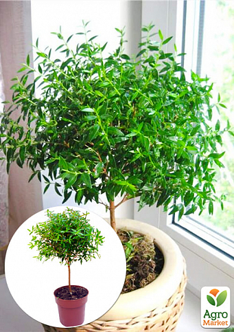 LMTD Мирт на штамбі вічнозелений 3-х річний "Myrtus communis" (30-40см)