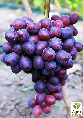 Виноград "Пам'яті Вчителя" (надранній термін дозрівання, ягоди не тріскаються і дуже великі)