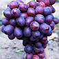 Виноград "Пам'яті Вчителя" (надранній термін дозрівання, ягоди не тріскаються і дуже великі)
