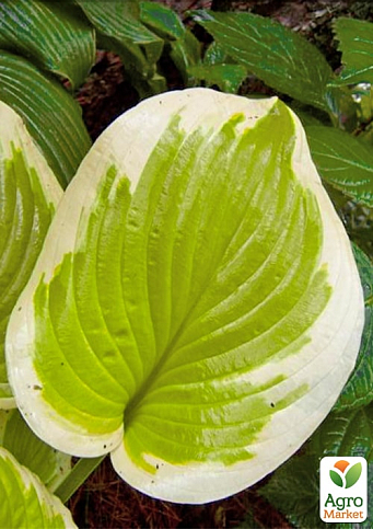 Хоста "Delta Dawn"  - фото 2