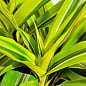 LMTD Драцена "Lemon Lime" (висота 20-30см) 