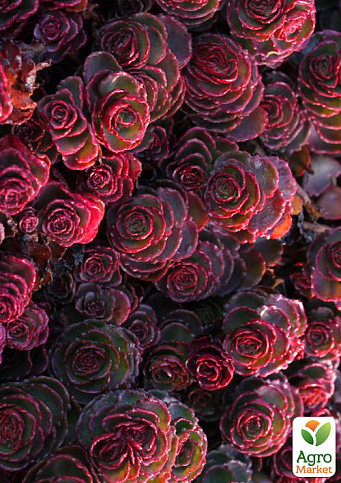 Очиток ложный "Кровь Драконов" (Sedum spurium "Dragons Blood") - фото 3