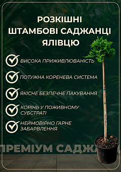 Можжевельник горизонтальный на штамбе «Golden Carpet» С2, высота 60-80см11