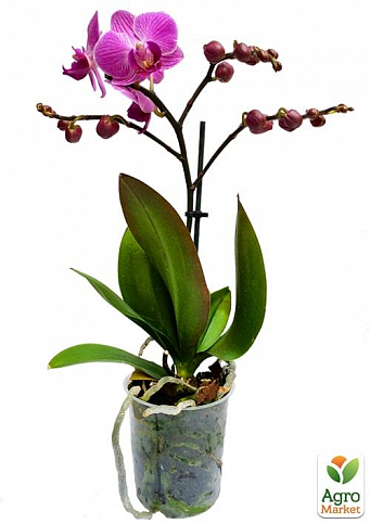 Орхидея Мини (Phalaenopsis) "Tiger" - фото 5