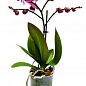 Орхидея Мини (Phalaenopsis) "Tiger"