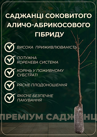 Алыча-Абрикосовый гибрид "Черрикос" (с легким ароматом клубники) - фото 5