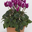 Цикламен перський "Fuchsia"