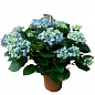 LMTD Гортензия крупнолистная кудрявая цветущая 2-х летняя "Curly Wurly Blue" (25-35см) купить