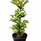 Пихта Бальзамическая 3-х летняя (Abies balsamea) высота 30-40 см цена