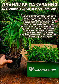 Хасмантіум широколистий "Uniola latifolia" С121