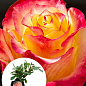 LMTD Троянда 2-х річна "Bonfire" (укорінений саджанець у горщику, висота 25-35см) 