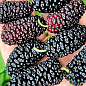 Шелковица Плакучая черная "Шелли" (возраст от 2-х лет, высота 100-110см) цена