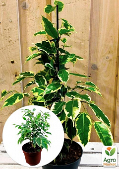Фикус Бенджамина вариегатный "Саманта" (Ficus benjamina Samantha) вазон Р91