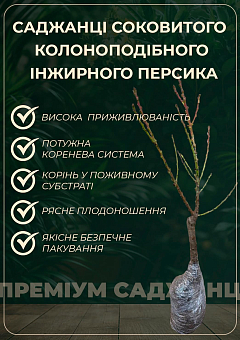 Персик колоноподібний "Інжирний" (суперсолодкий сорт, середній термін дозрівання)5