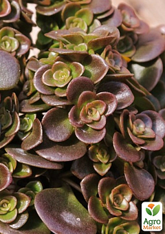 Очиток "Tundra Tornado" (Sedum makinoi)19