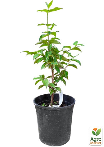 Кизил "Лукьяновский" укорененный в контейнере  - фото 5