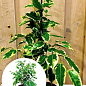 Фикус Бенджамина вариегатный "Саманта" (Ficus benjamina Samantha) вазон Р9