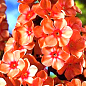 Флокс многолетний "Orange Perfection" 1шт в упаковке