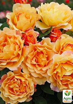 Ексклюзив! Троянда англійська "Констанція" (Constance) (саджанець класу АА+) вищий сорт1