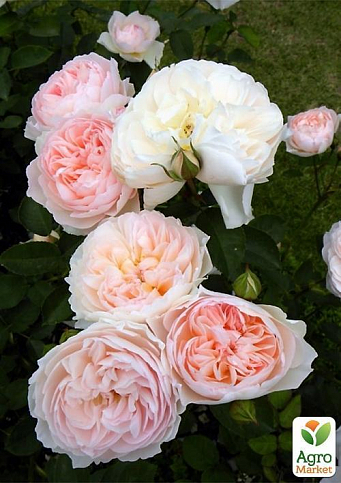 Троянда англійська плетиста "Серце троянди" (саджанець класу АА +) вищий сорт - фото 3