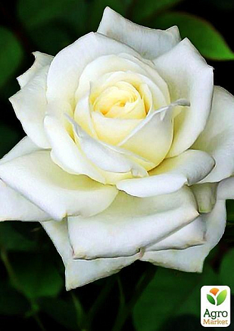 Роза чайно-гибридная "Атэна" (саженец класса АА+) высший сорт