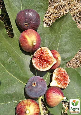 LMTD Інжир 5-річний "Ficus Сarica" (великоплідний, самозапильний сорт) висота 170-190см - фото 4