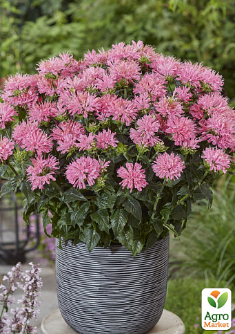 Бергамот (Монарда) SB "Pink Frosting"