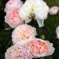 Роза английская плетистая "Сердце розы" (саженец класса АА+) высший сорт цена