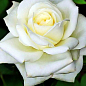 Роза чайно-гибридная "Атэна" (саженец класса АА+) высший сорт