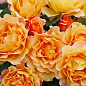 Ексклюзив! Троянда англійська "Констанція" (Constance) (саджанець класу АА+) вищий сорт