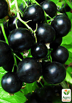 Смородина чорна "Гоферт" (Gofert) (ранній термін дозрівання, високоврожайний сорт)1