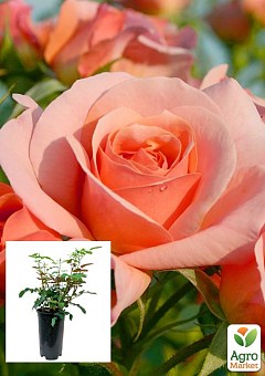 Троянда в контейнері флорибунда "Aprikola" (саджанець класу АА+)2