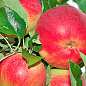 Яблоня "Гарант" (зимний сорт, поздний срок созревания)