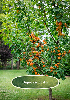 Эксклюзив! Абрикос "Бергаруж" (Bergarouge) (крупноплодный, средний срок созревания)15