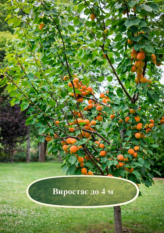 Эксклюзив! Абрикос "Бергаруж" (Bergarouge) (крупноплодный, средний срок созревания) - фото 4
