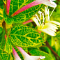 Жимолость "Aureoreticulata Japonica" (Декоративная, плетистая) С2