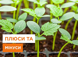 Посів насіння у лютому: плюси та мінуси - корисні статті про садівництво від Agro-Market