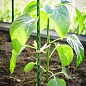 Композитная опора для растений LIGHTgreen d-8мм  h-60см купить
