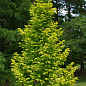 Метасеквойя глиптостробусовая (Metasequoia glyptostroboides) С2 высота 50-70 см