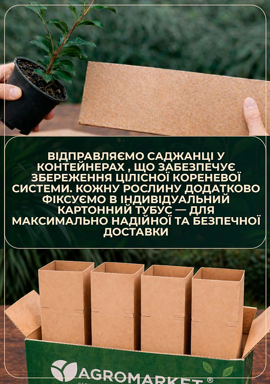 LMTD Камелия японская 2-х летняя "Jury’s Yellow" (высота 45-55см) - фото 3