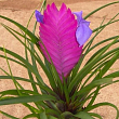 Тілландсія "Аніта" (Tillandsia Cyanea)