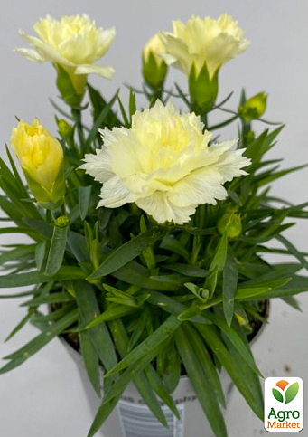 Гвоздика Махрова "Super Trouper Limone" (контейнер № 10, висота 10 см)