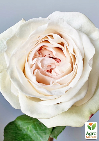 Роза кустовая "Вайт Охара" (саженец класса АА+) высший сорт - фото 4