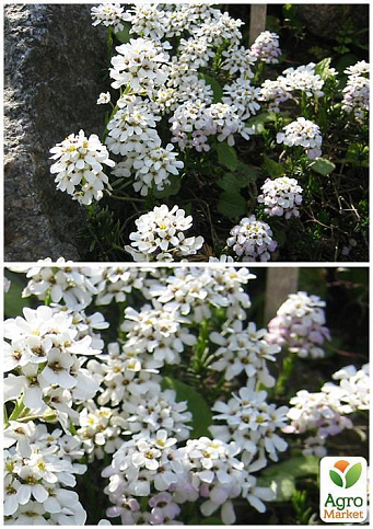 На развес Иберис "Гиацинтоцветковый белый" ТМ "Весна" цена за 2г - фото 4